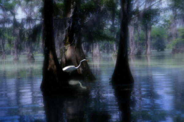 BlueSwamp.eps