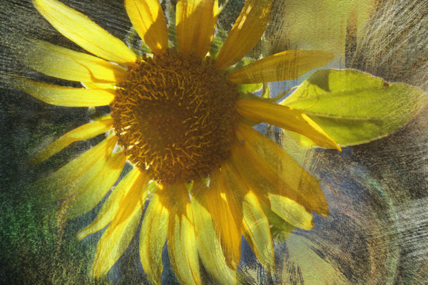 SunflowerMG1843-Flowers-Ab-New